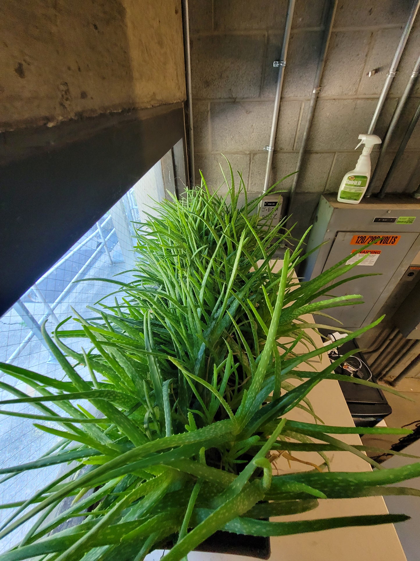 Fresh Aloe Vera Plant Set – Bare Rooted (6 Healthy Plants) 6"-12" leaves
