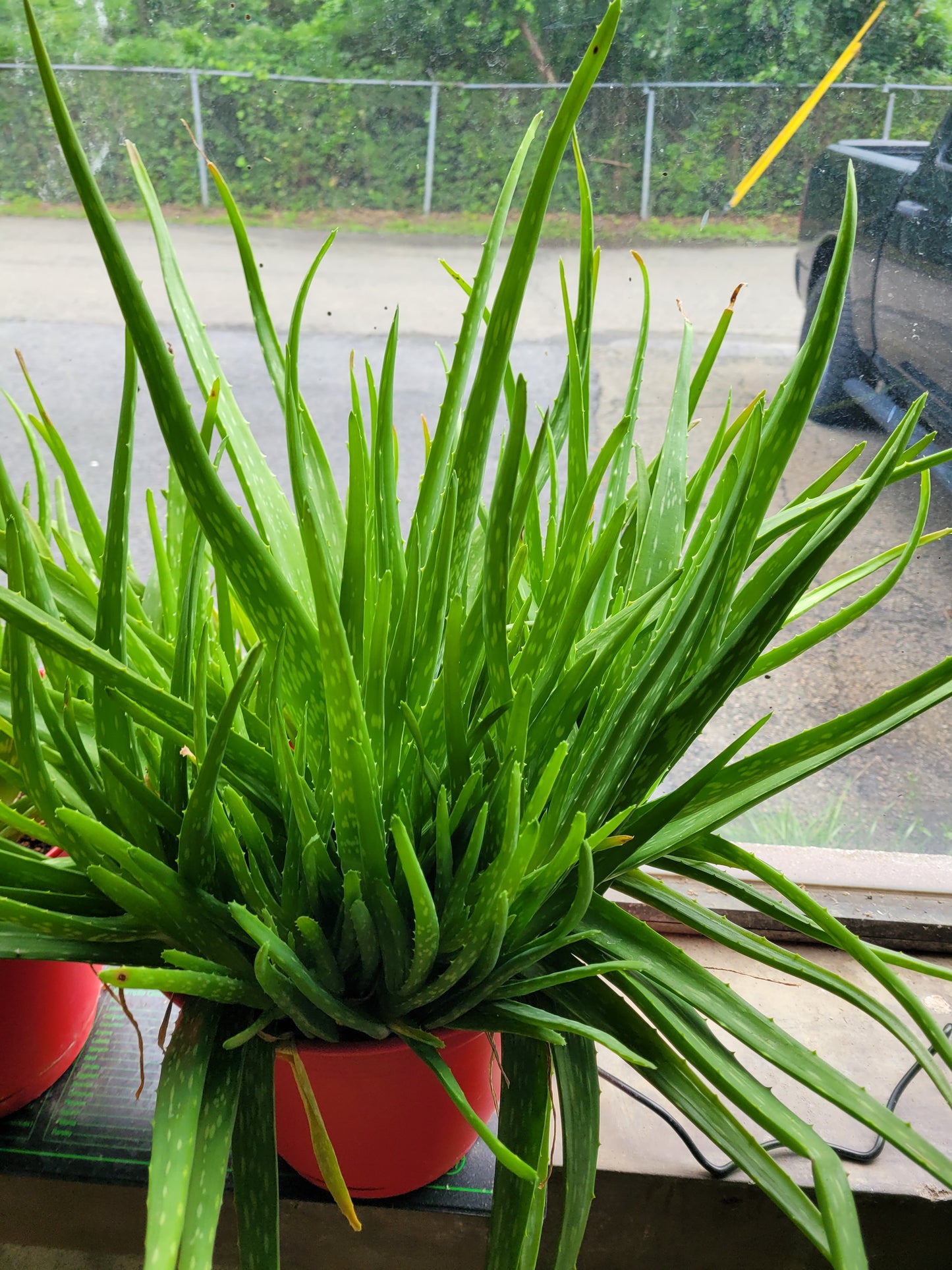 Fresh Aloe Vera Plant Set – Bare Rooted (6 Healthy Plants) 6"-12" leaves