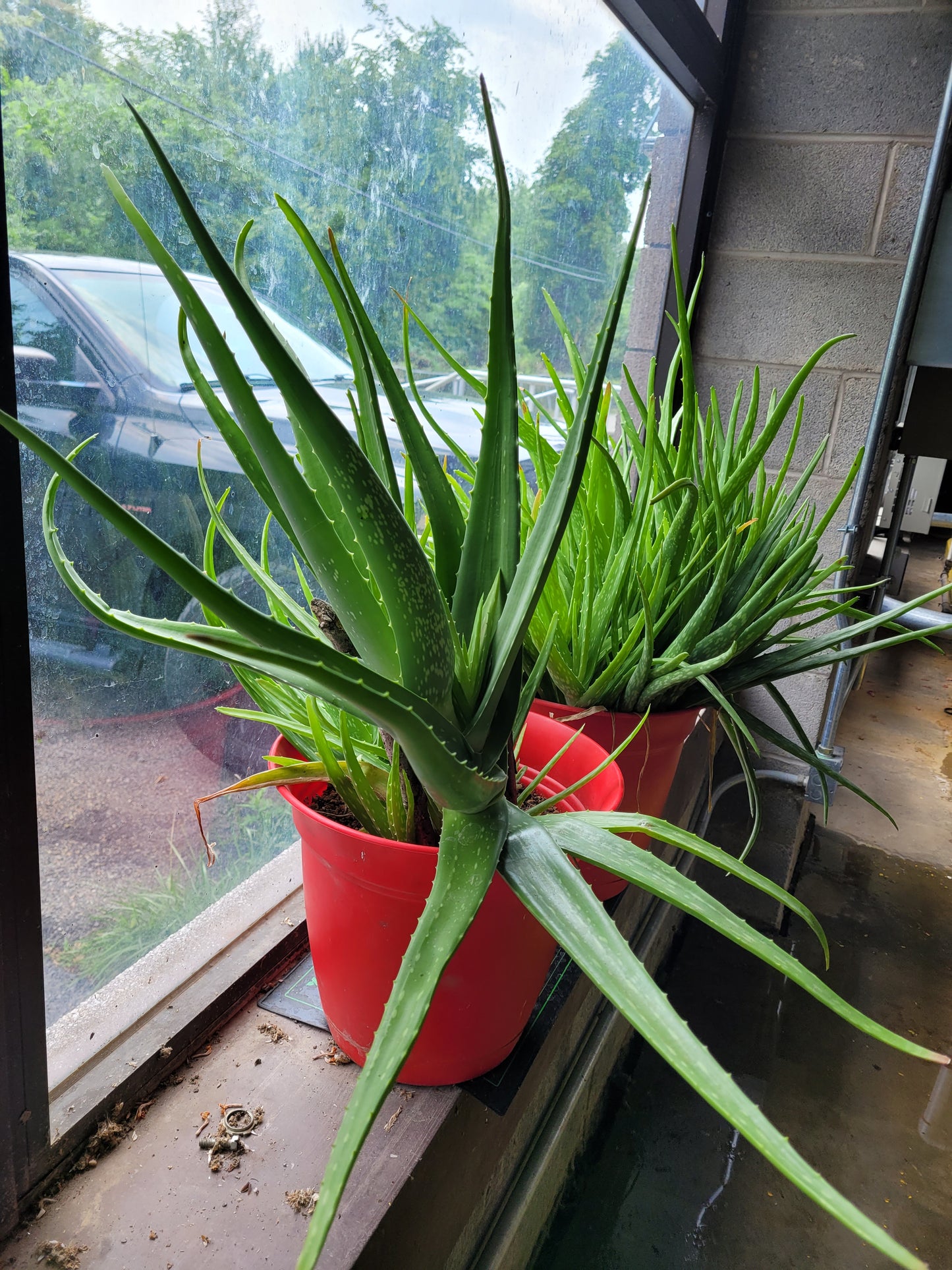 Fresh Aloe Vera Plant Set – Bare Rooted (6 Healthy Plants) 6"-12" leaves