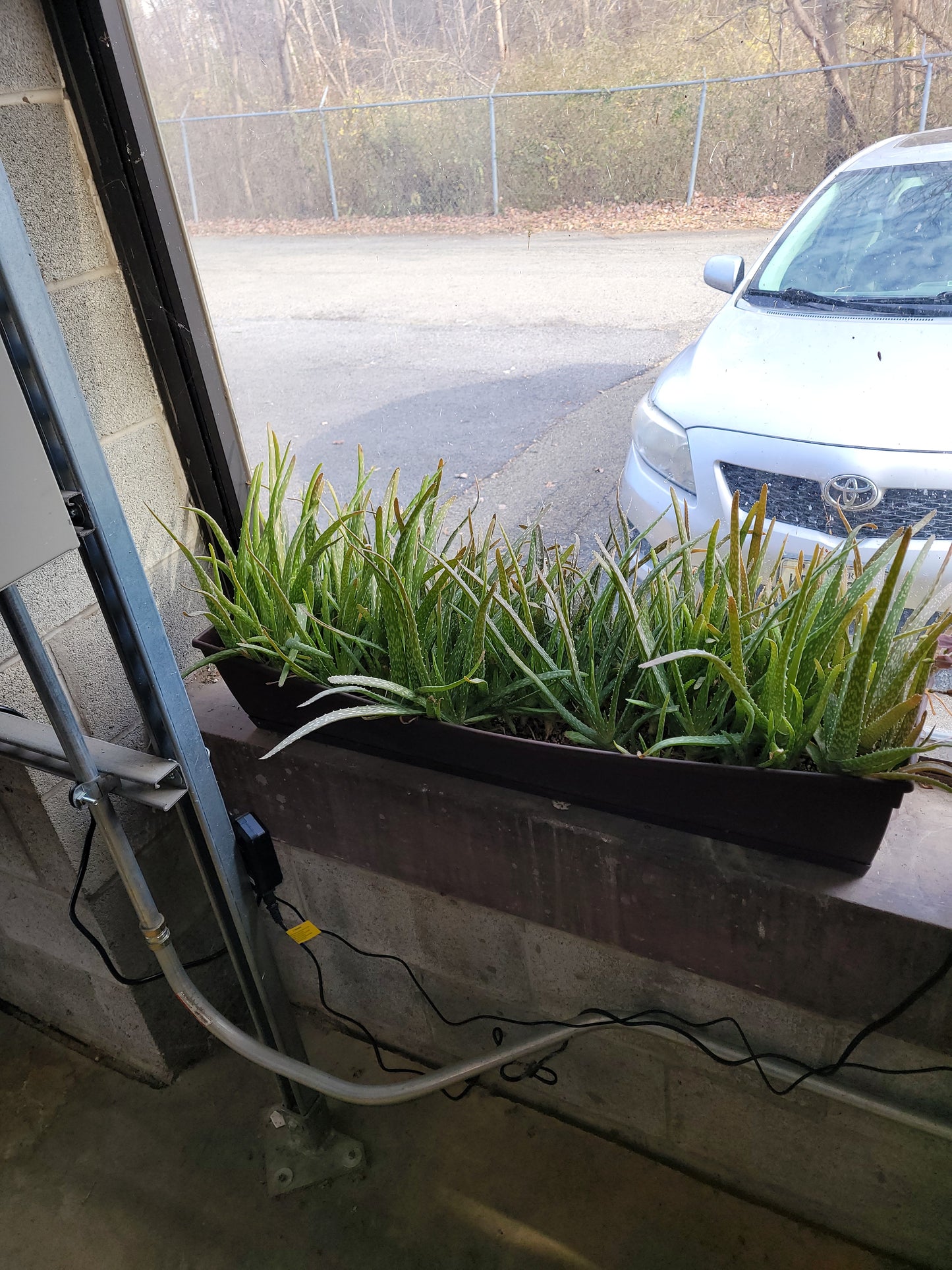 Fresh Aloe Vera Plant Set – Bare Rooted (6 Healthy Plants) 6"-12" leaves