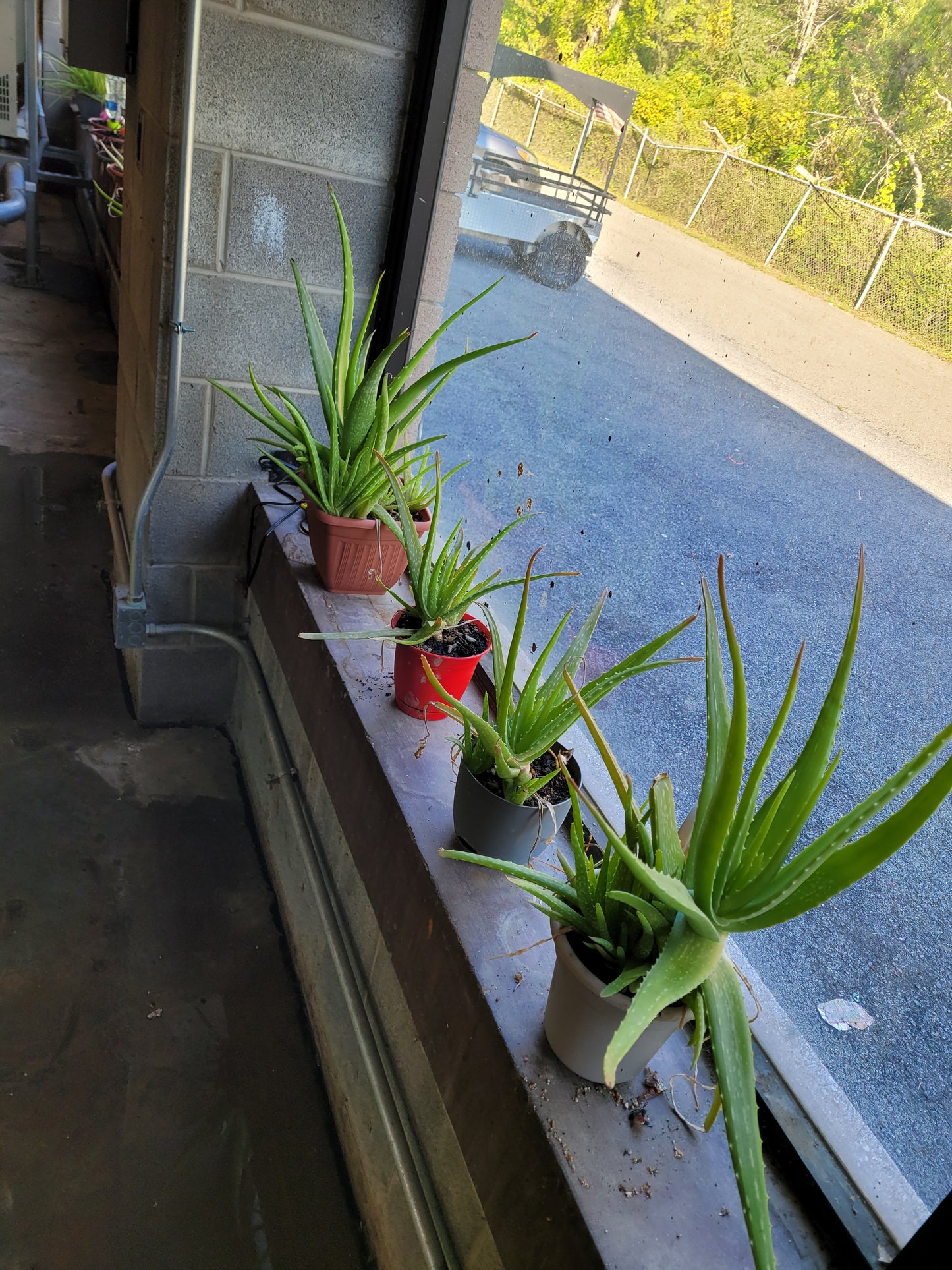 Fresh Aloe Vera Plant Set – Bare Rooted (6 Healthy Plants) 6"-12" leaves