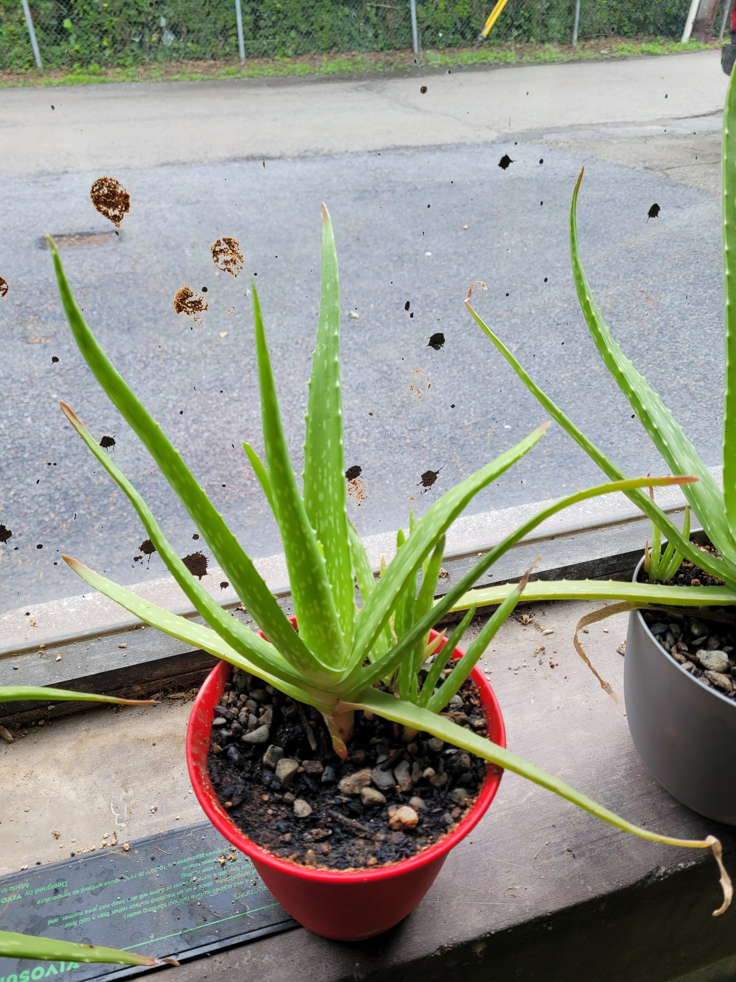 Fresh Aloe Vera Plant Set – Bare Rooted (6 Healthy Plants) 6"-12" leaves