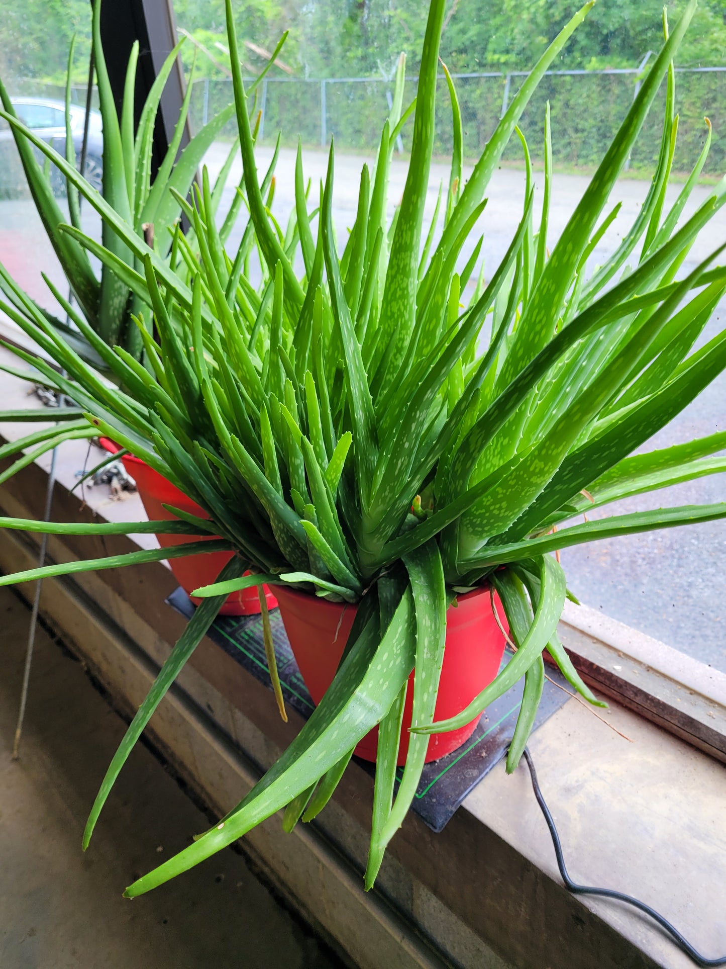 Fresh Aloe Vera Plant Set – Bare Rooted (6 Healthy Plants) 6"-12" leaves