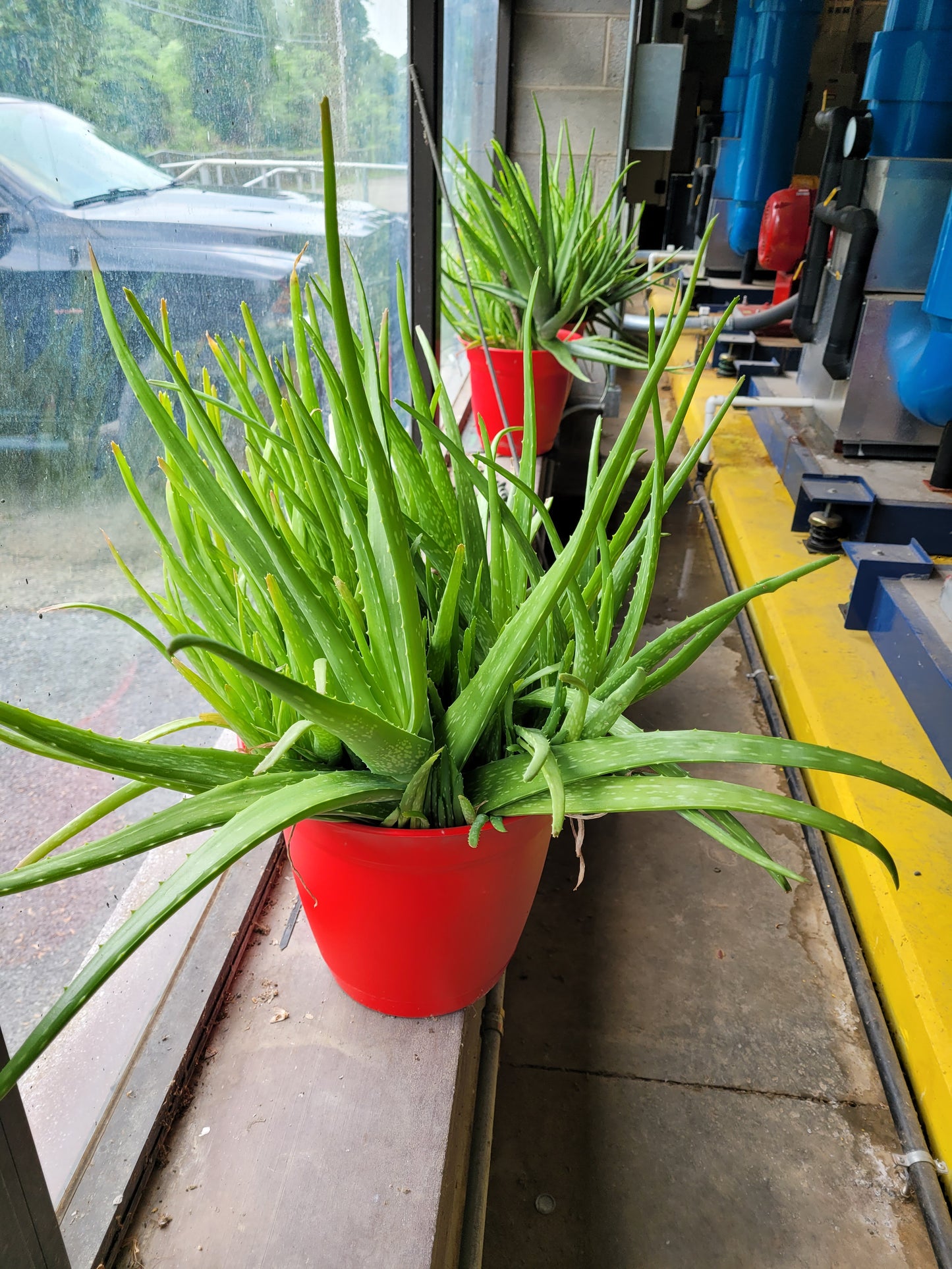 Fresh Aloe Vera Plant Set – Bare Rooted (6 Healthy Plants) 6"-12" leaves