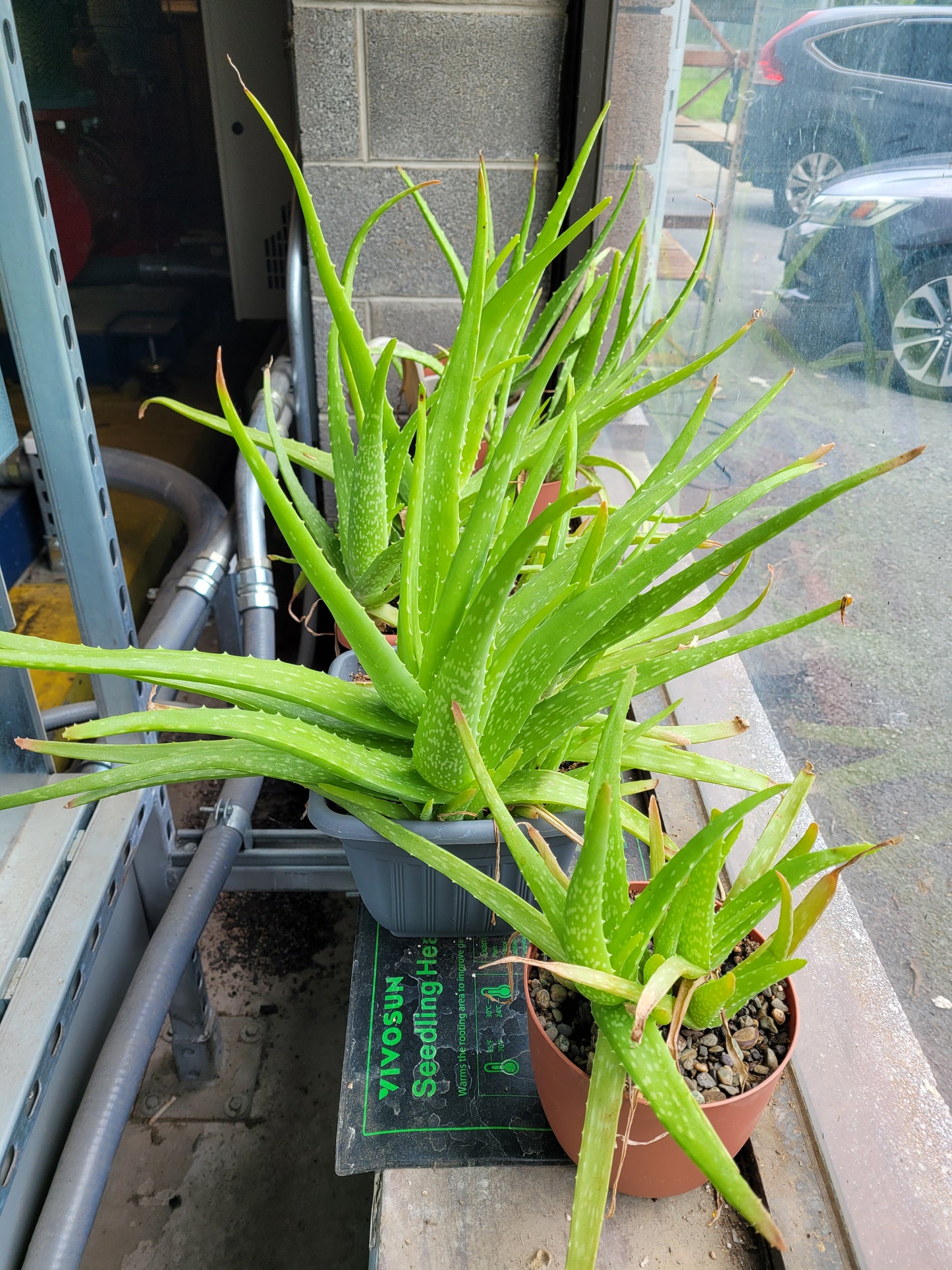 Fresh Aloe Vera Plant Set – Bare Rooted (6 Healthy Plants) 6"-12" leaves