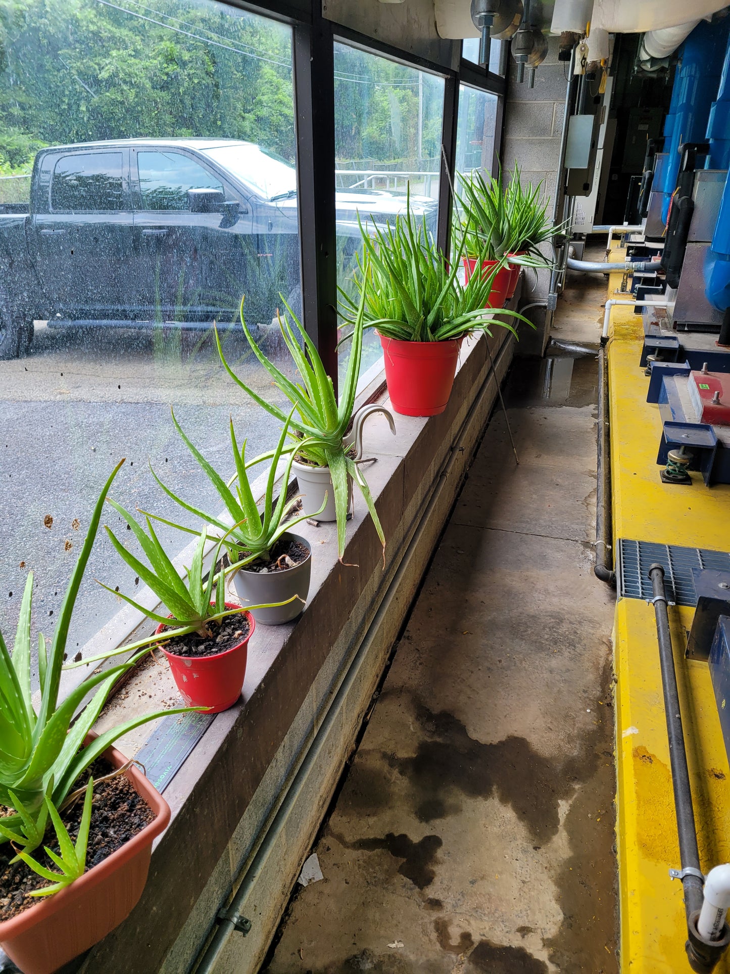 Fresh Aloe Vera Plant Set – Bare Rooted (6 Healthy Plants) 6"-12" leaves