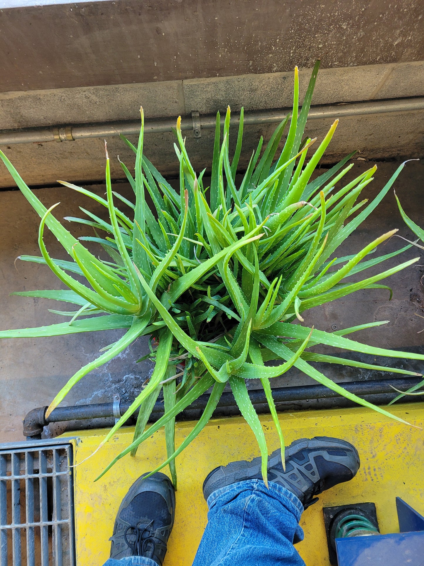 Fresh Aloe Vera Plant Set – Bare Rooted (6 Healthy Plants)12"-18" LEAVES