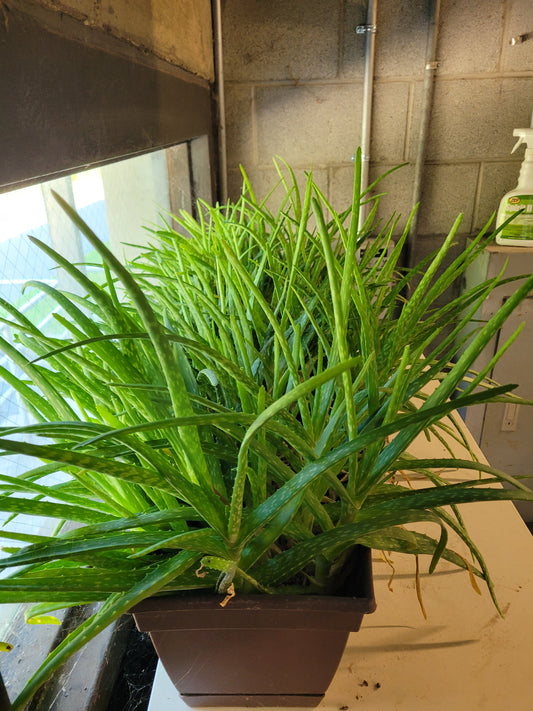 Fresh Aloe Vera Plant Set – Bare Rooted (6 Healthy Plants)12"-18" LEAVES