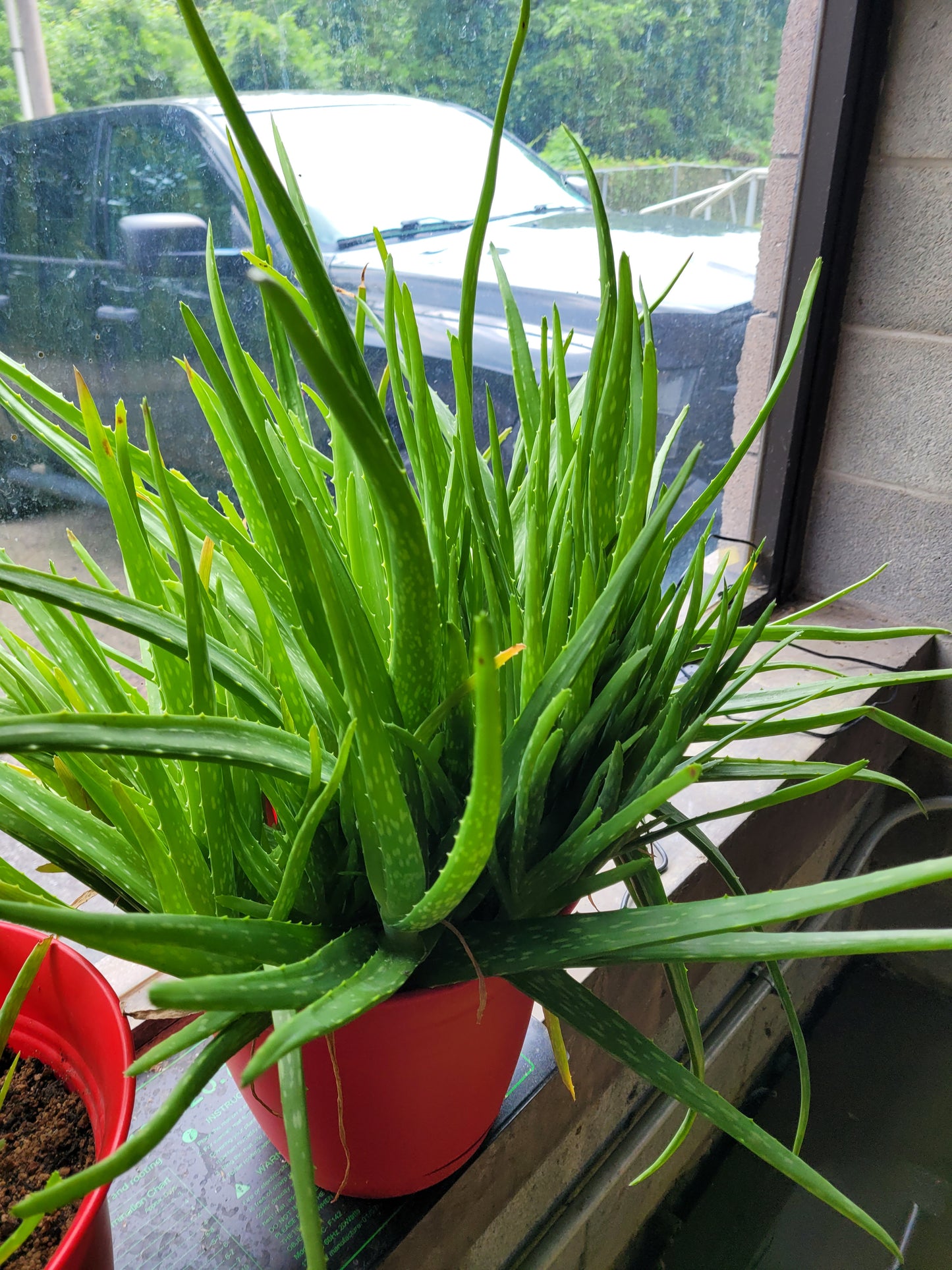 Fresh Aloe Vera Plant Set – Bare Rooted (6 Healthy Plants)12"-18" LEAVES