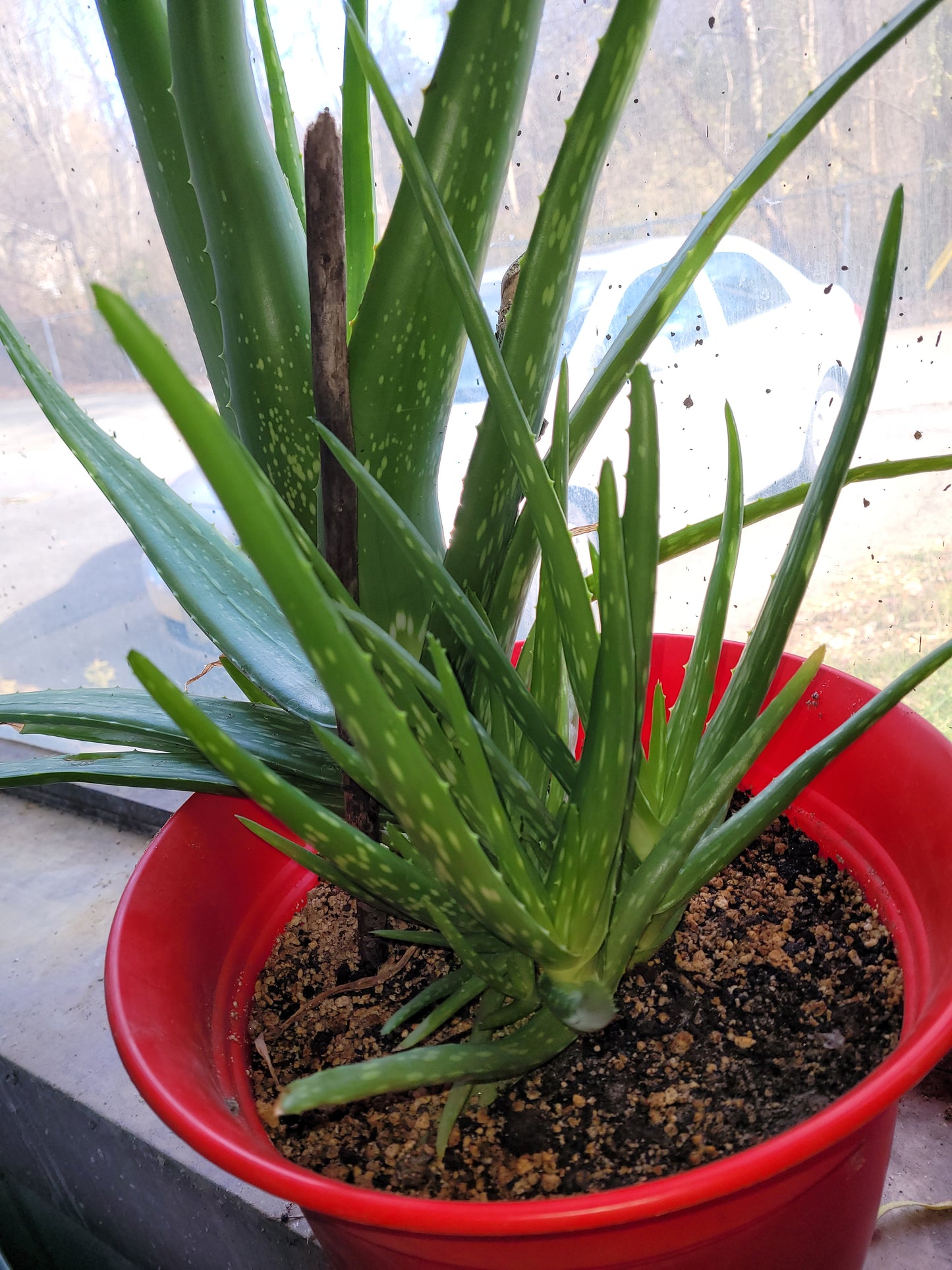 Fresh Aloe Vera Plant Set – Bare Rooted (6 Healthy Plants) 6"-12" leaves