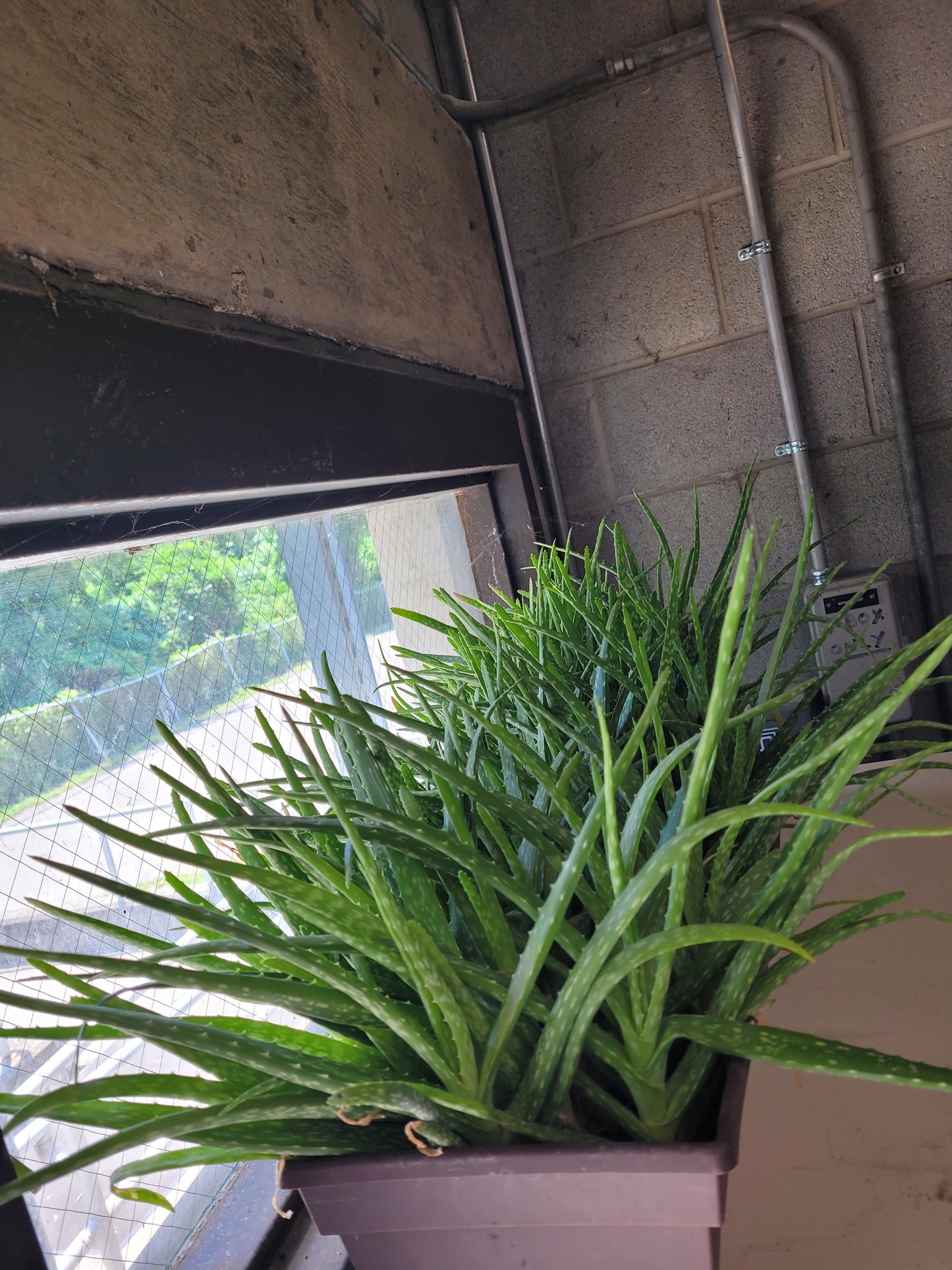 Fresh Aloe Vera Plant Set – Bare Rooted (6 Healthy Plants)12"-18" LEAVES