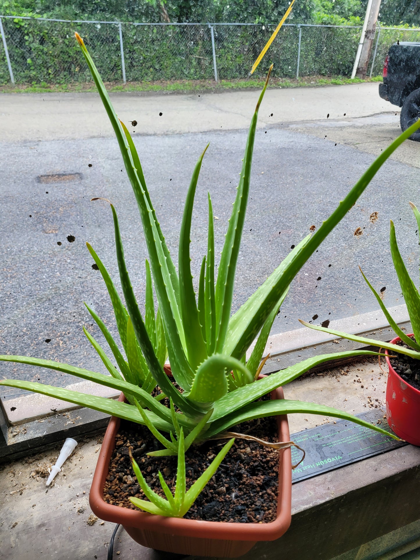 Fresh Aloe Vera Plant Set – Bare Rooted (6 Healthy Plants)12"-18" LEAVES