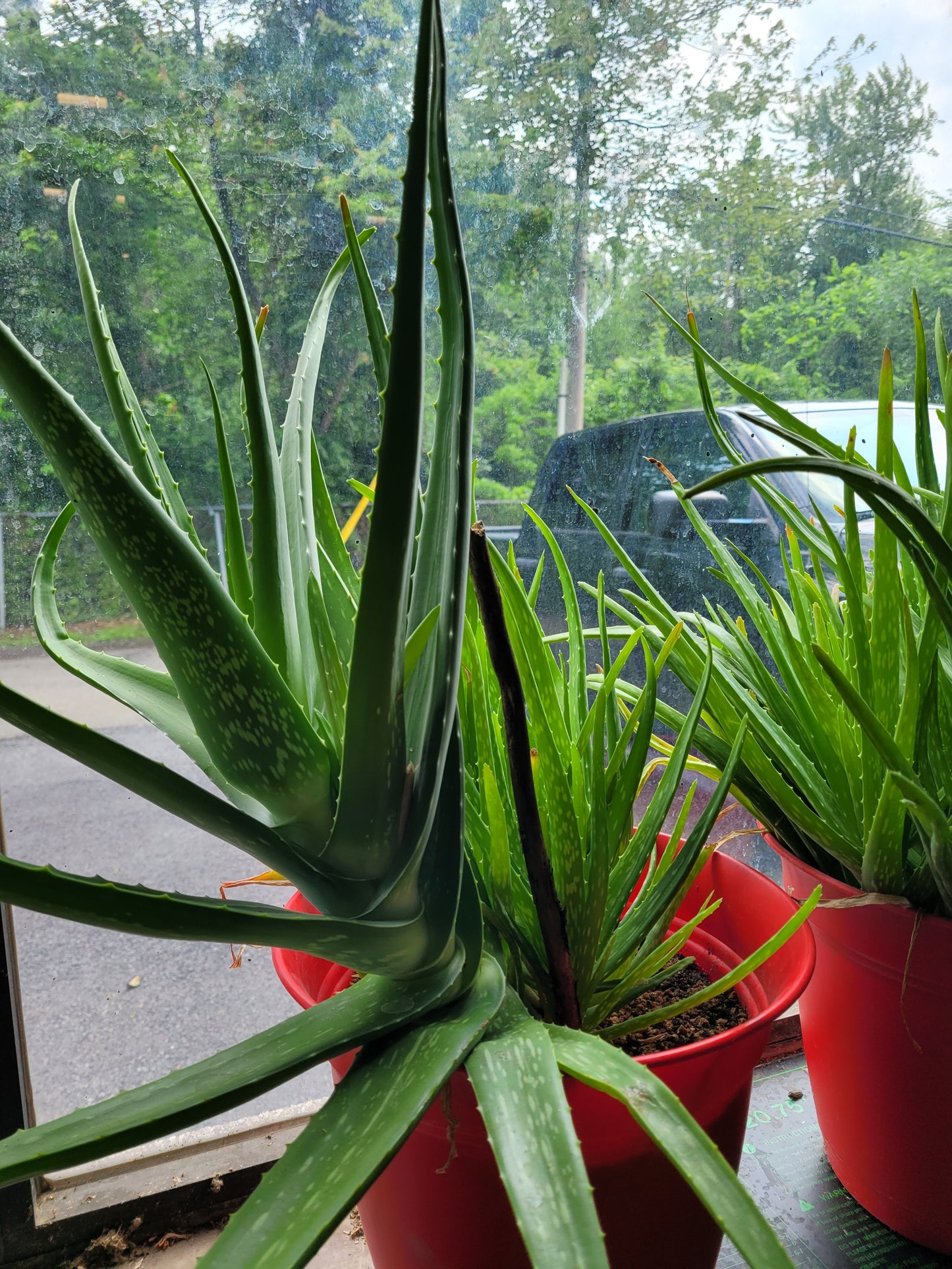 Fresh Aloe Vera Plant Set – Bare Rooted (6 Healthy Plants)12"-18" LEAVES