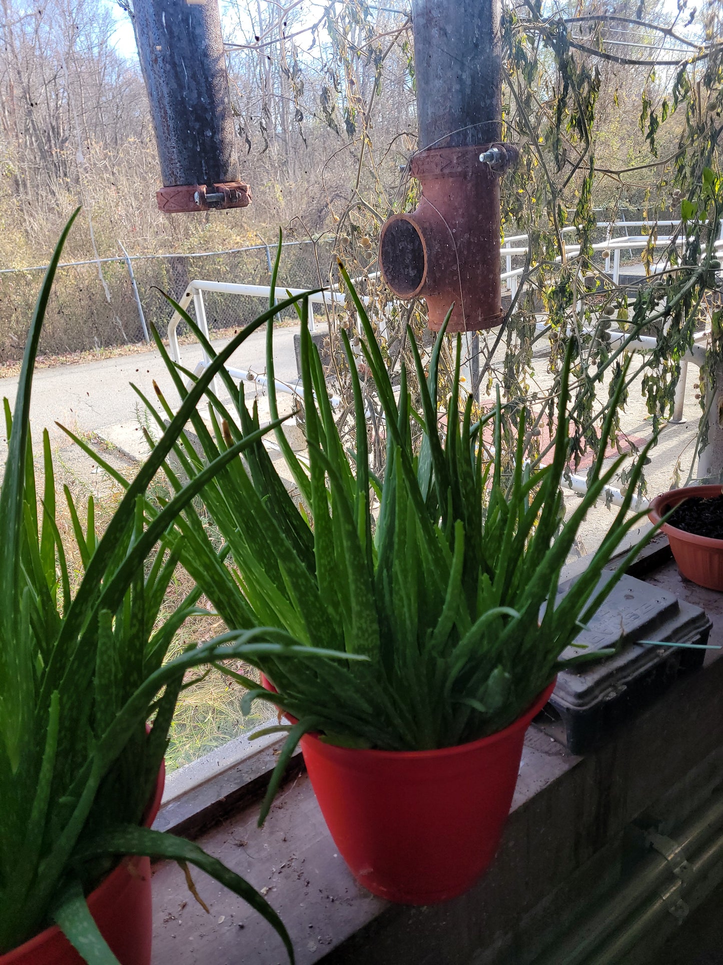 Fresh Aloe Vera Plant Set – Bare Rooted (6 Healthy Plants) 6"-12" leaves