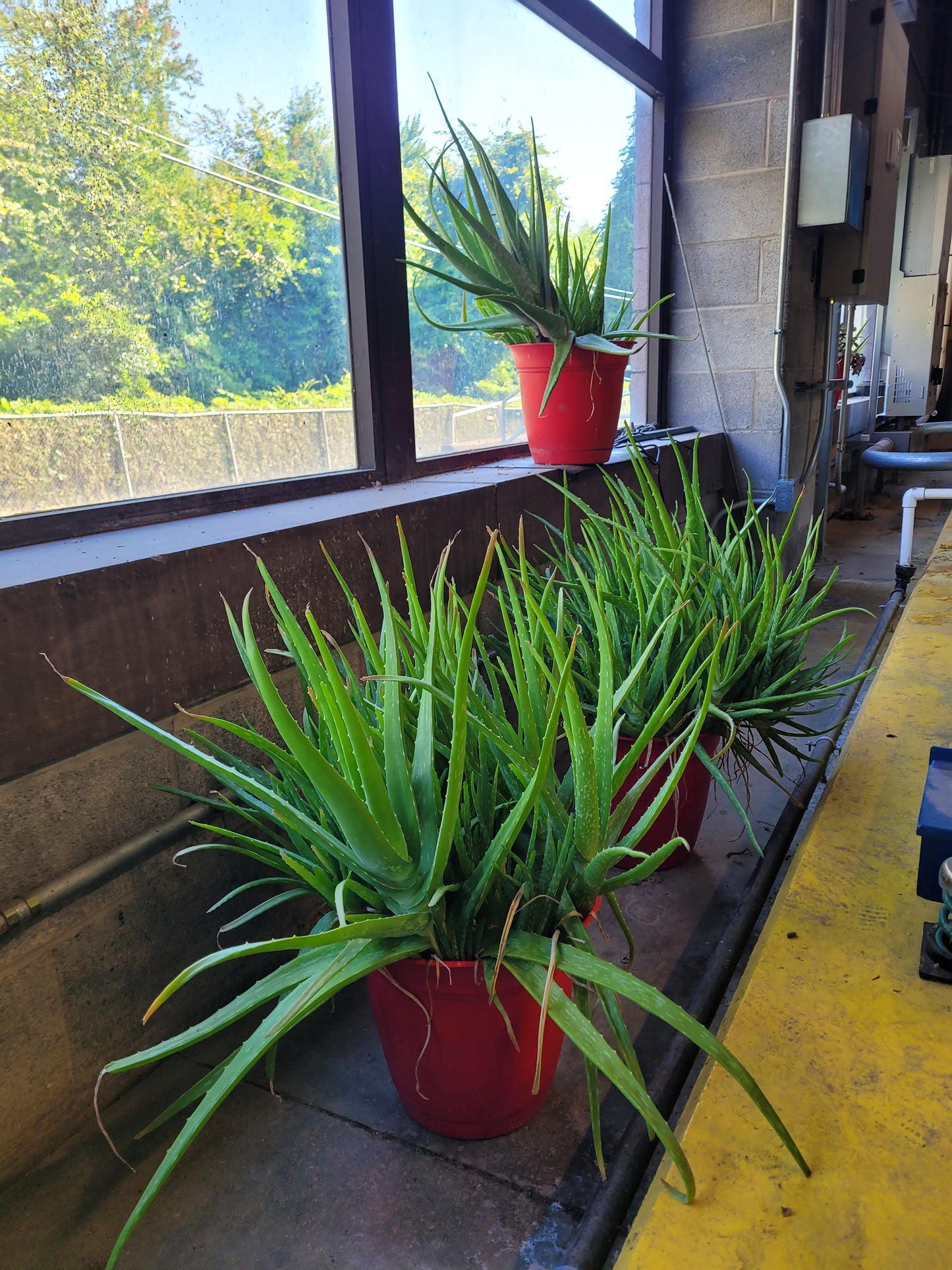 Fresh Aloe Vera Plant Set – Bare Rooted (6 Healthy Plants)12"-18" LEAVES