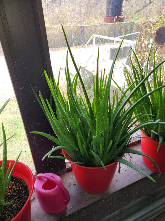 Fresh Aloe Vera Plant Set – Bare Rooted (6 Healthy Plants) 6"-12" leaves