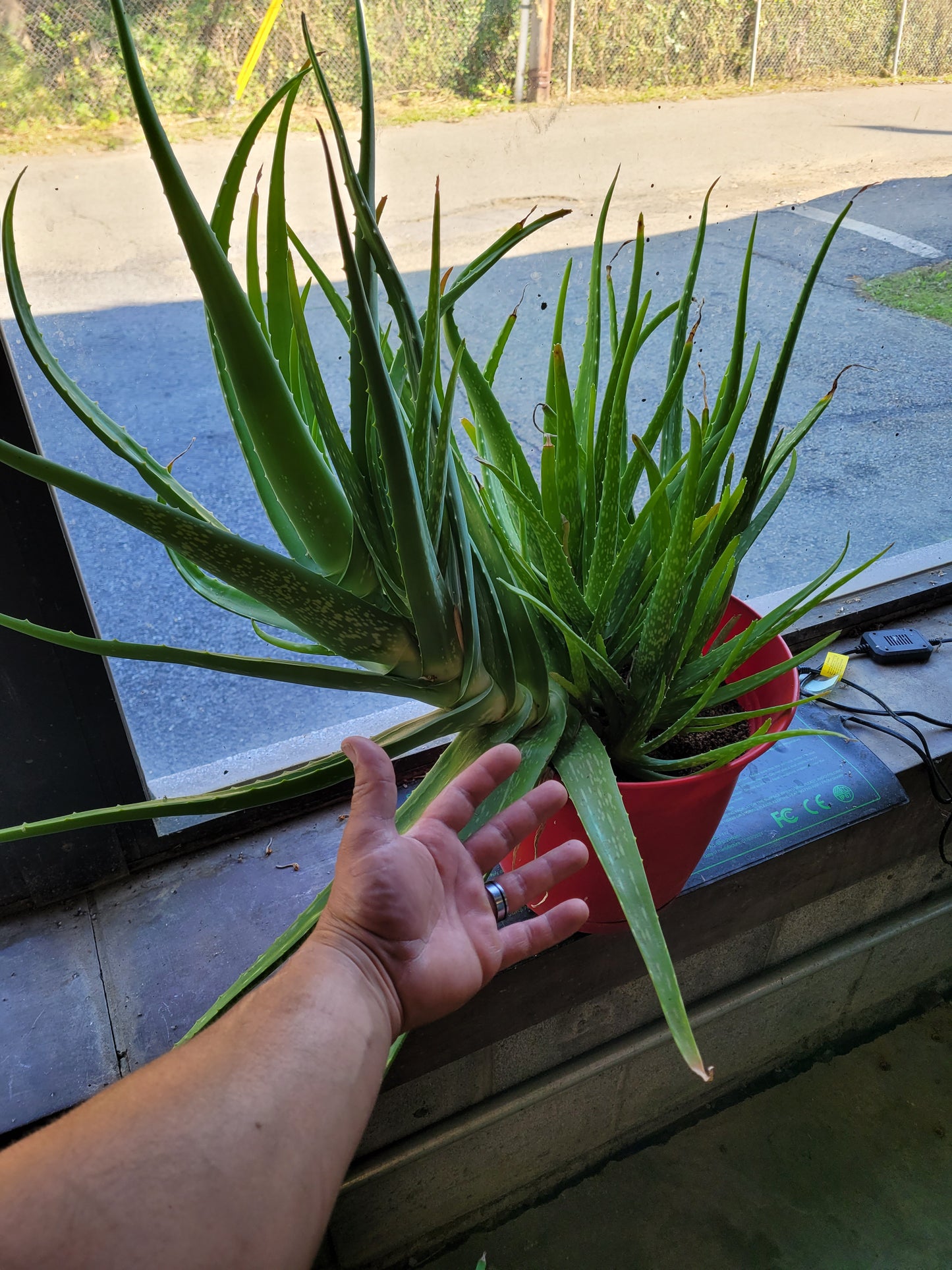 Fresh Aloe Vera Plant Set – Bare Rooted (6 Healthy Plants)12"-18" LEAVES