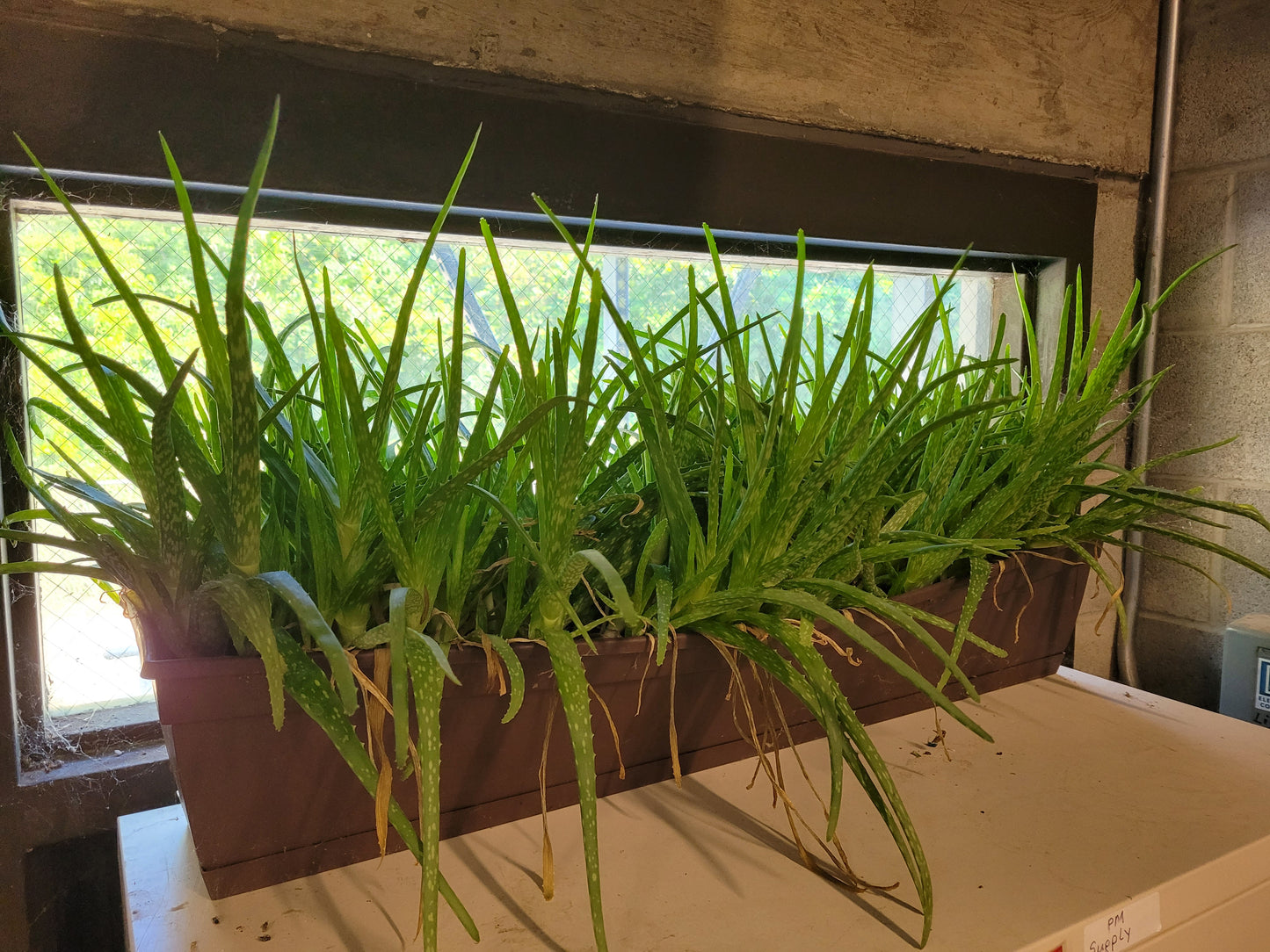 Fresh Aloe Vera Plant Set – Bare Rooted (6 Healthy Plants) 18"-24" LEAVES