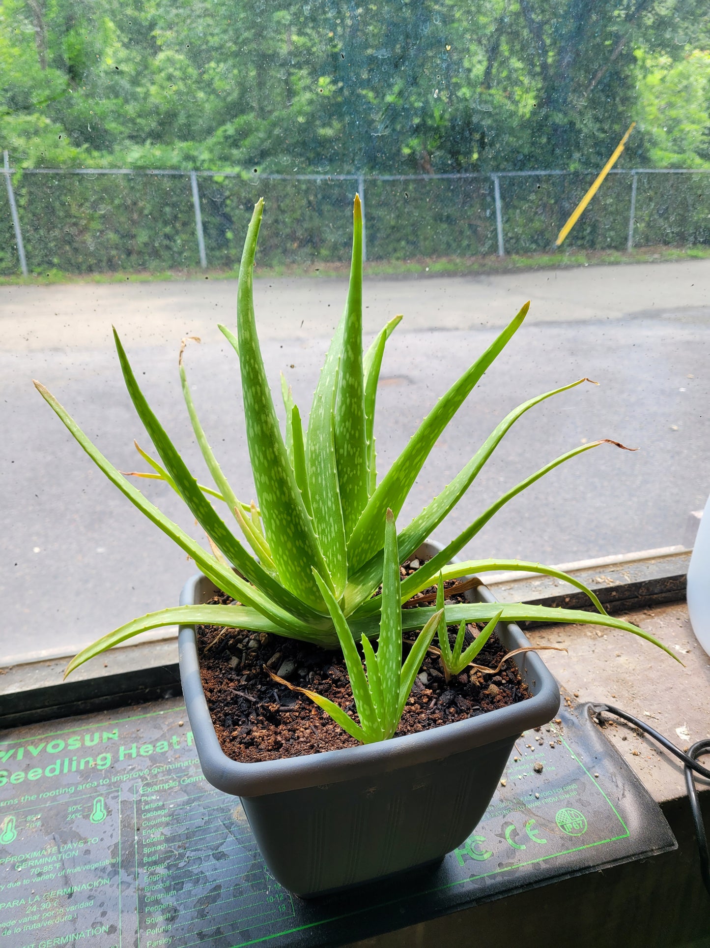Fresh Aloe Vera Plant Set – Bare Rooted (6 Healthy Plants)12"-18" LEAVES