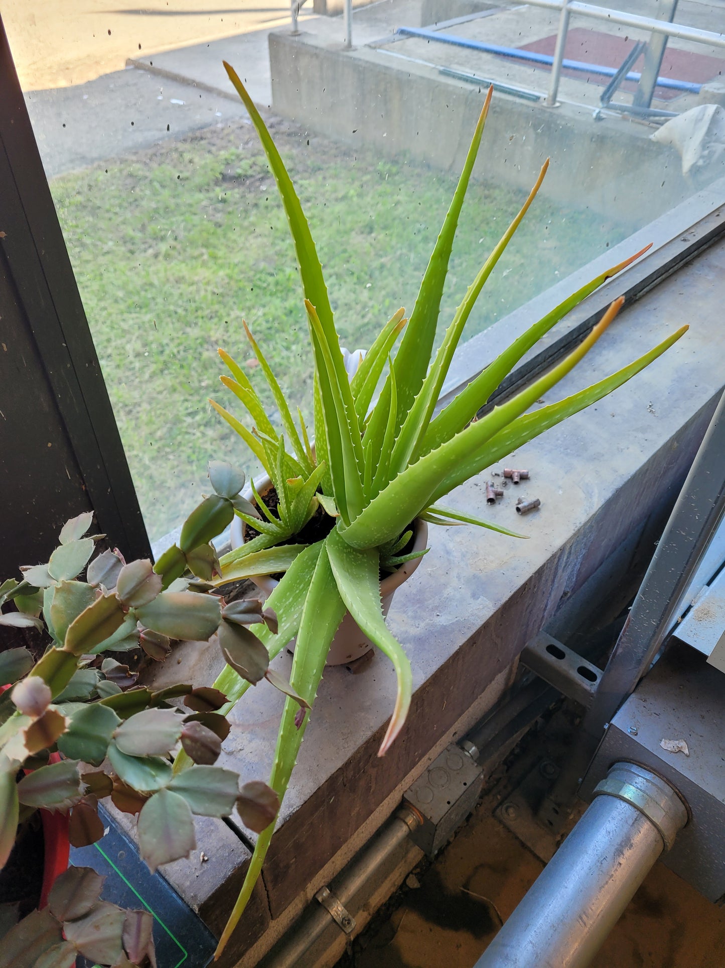 Fresh Aloe Vera Plant Set – Bare Rooted (6 Healthy Plants) 6"-12" leaves