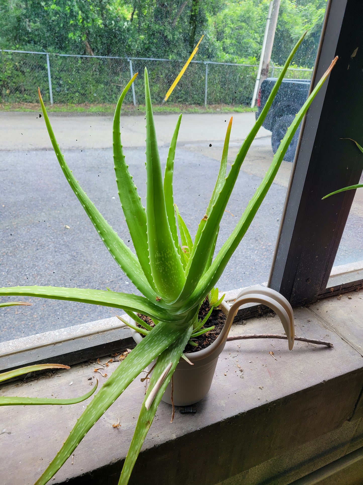 Fresh Aloe Vera Plant Set – Bare Rooted (6 Healthy Plants)12"-18" LEAVES