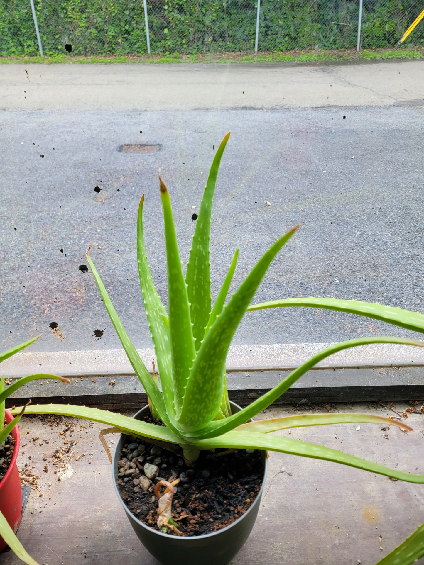 Fresh Aloe Vera Plant Set – Bare Rooted (6 Healthy Plants)12"-18" LEAVES