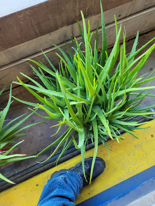 Fresh Aloe Vera Plant Set – Bare Rooted (6 Healthy Plants) 18"-24" LEAVES